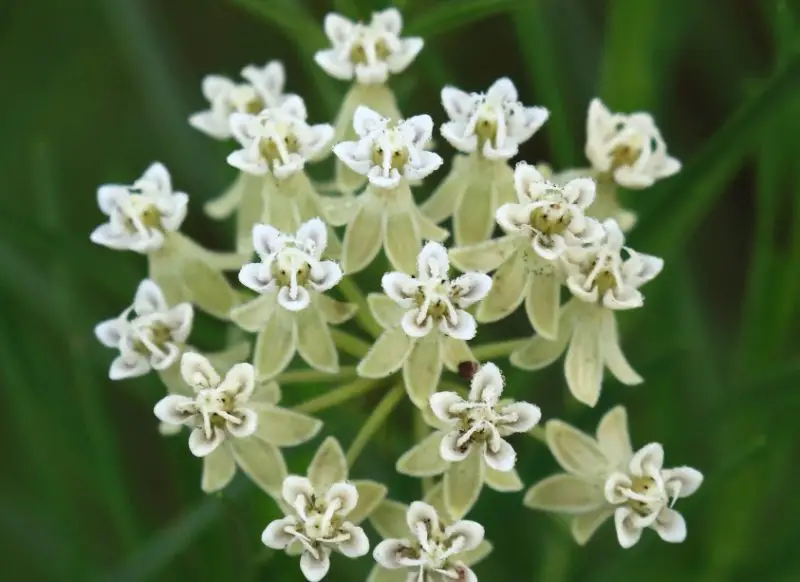 Types of Milkweed