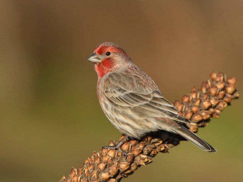 Types of Finches