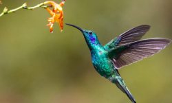 How to Attract Hummingbirds to Your Yard Year-Round