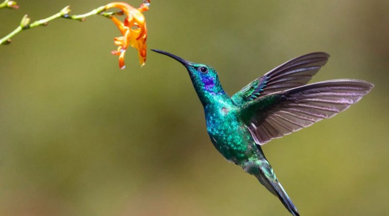 How to Attract Hummingbirds