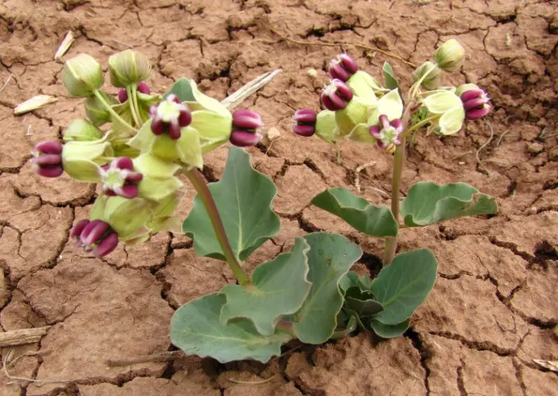 Types of Milkweed