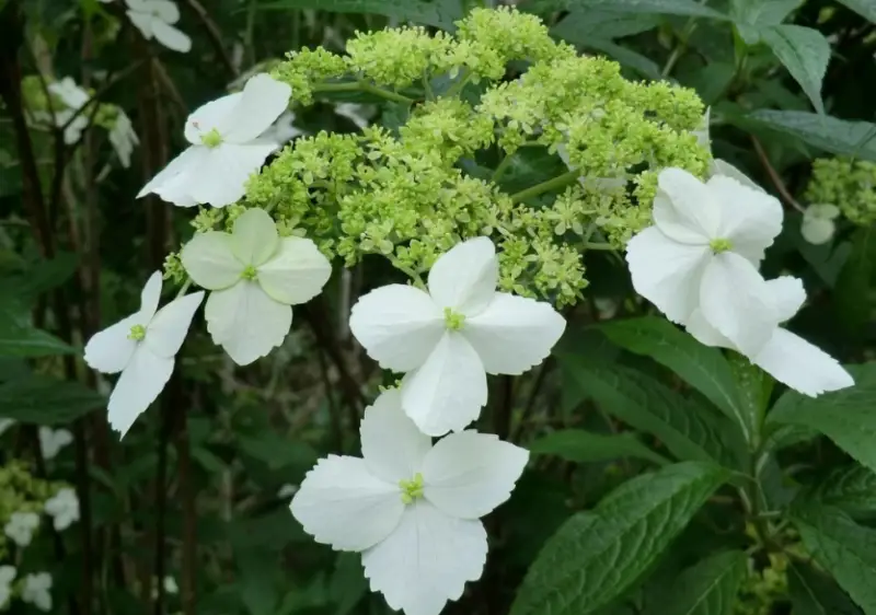 Types of Hydrangeas