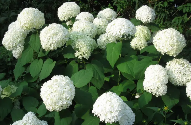 Types of Hydrangeas