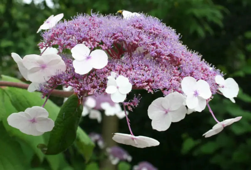 Types of Hydrangeas