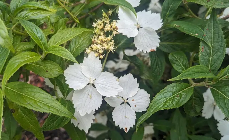 Types of Hydrangeas