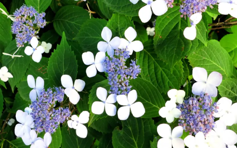 Types of Hydrangeas