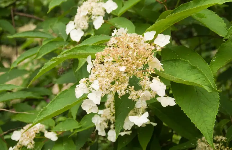 Types of Hydrangeas