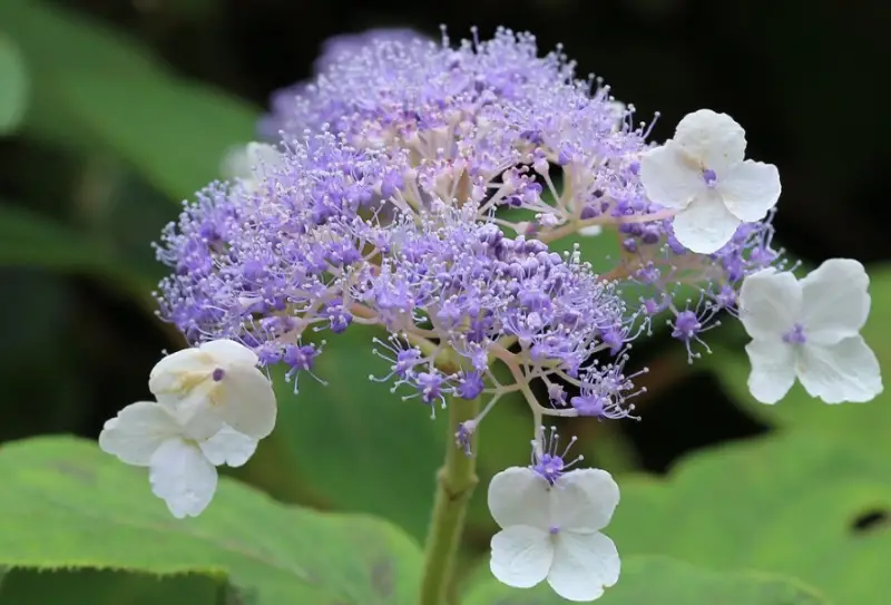 Types of Hydrangeas