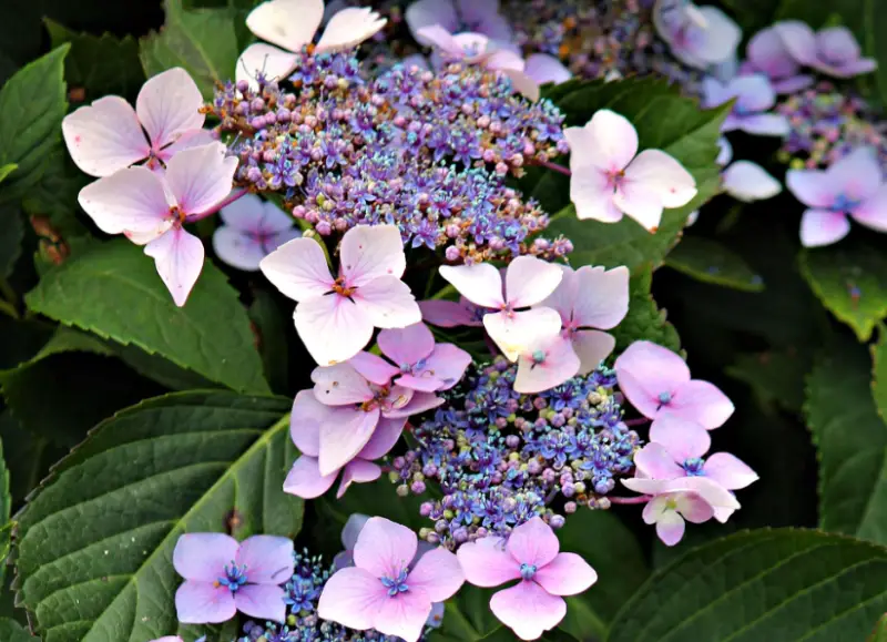 Types of Hydrangeas