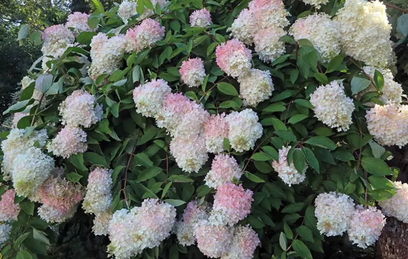 Types of Hydrangeas