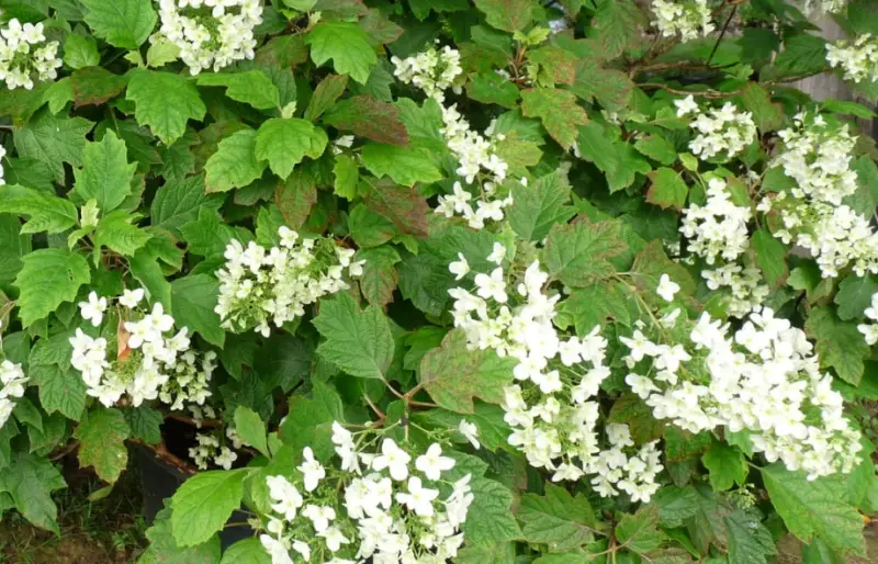 Types of Hydrangeas