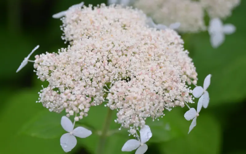 Types of Hydrangeas