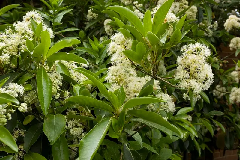 Types of Hydrangeas