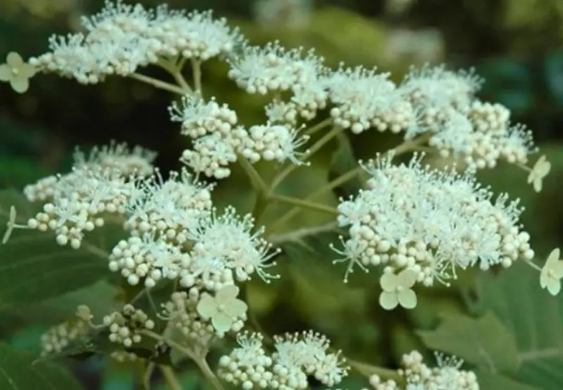 Types of Hydrangeas