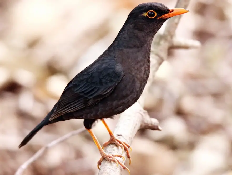 Black Birds With Yellow Beaks