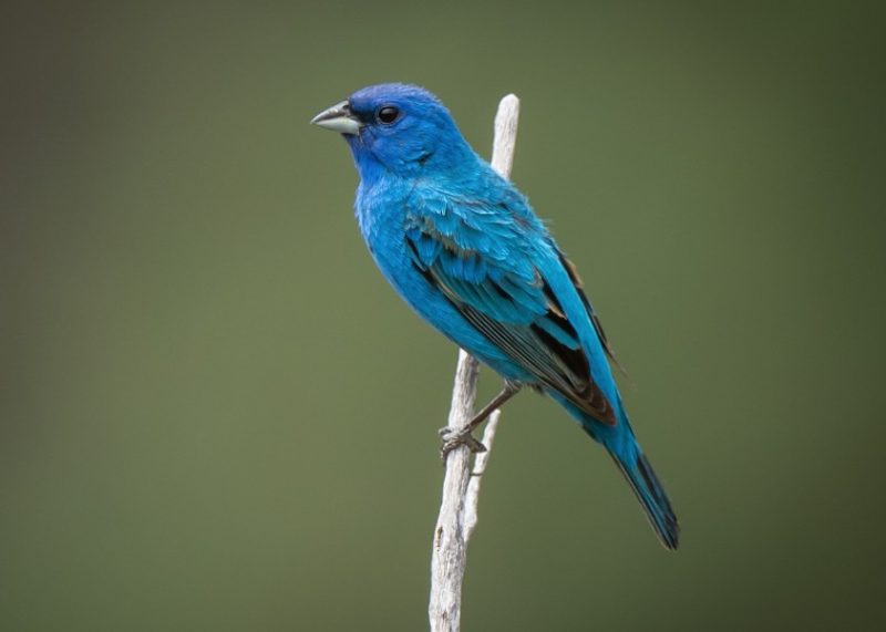 Black Birds With Blue Heads