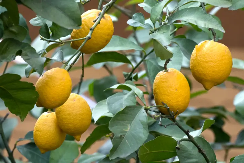 Types of Lemons