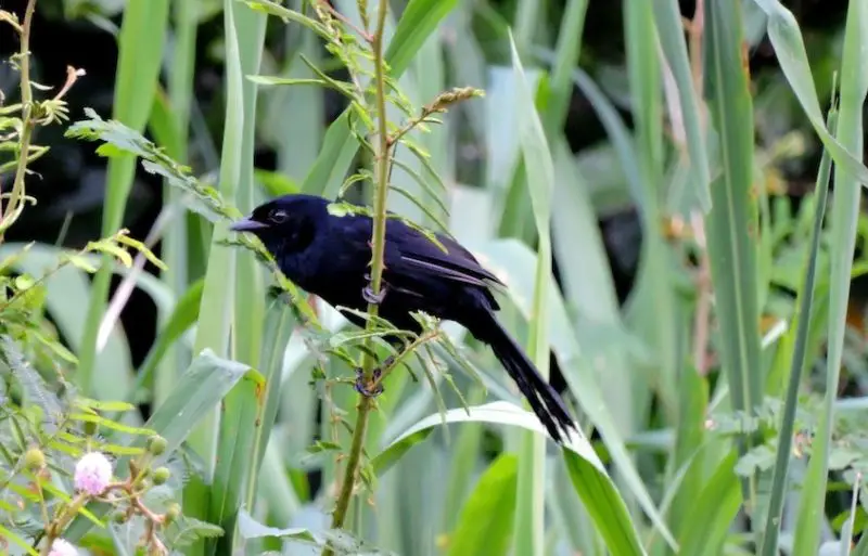 Black Birds With Blue Heads