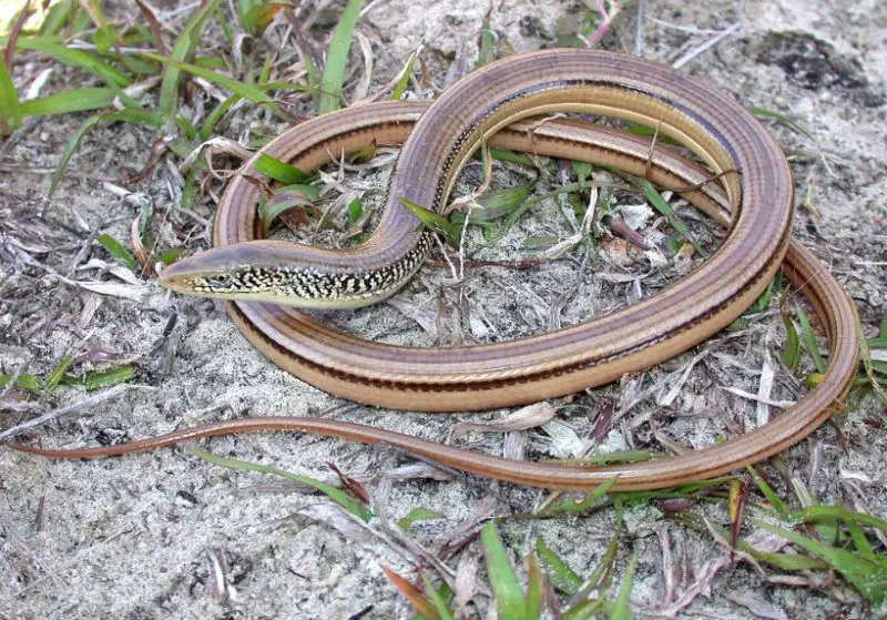 Legless Lizard