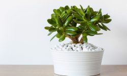 Jade Plant Care and Growing Guide (Most Detailed)