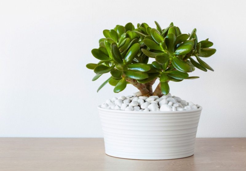 Jade Plant Care