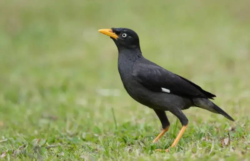 Black Birds With Yellow Beaks