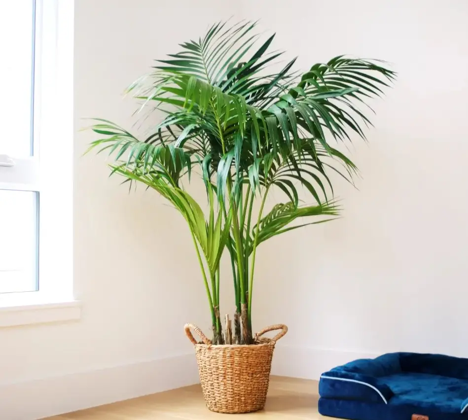 Plants That Don't Need Sunlight