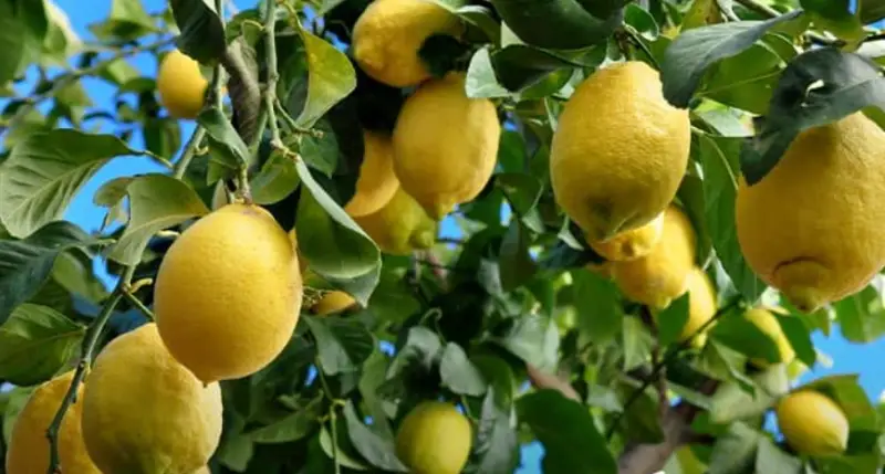 Types of Lemons