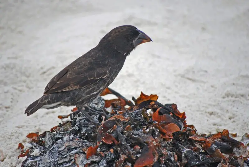 Types of Finches