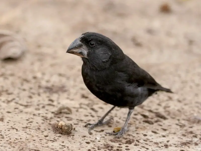 Types of Finches