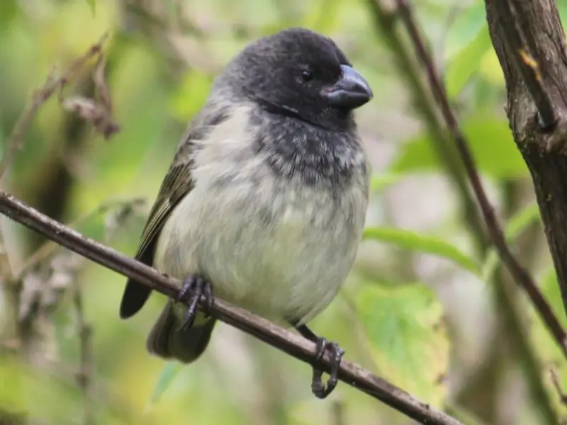 Types of Finches