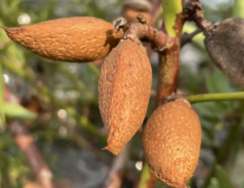 17 Types of Almond Trees (With Pictures and Identification)