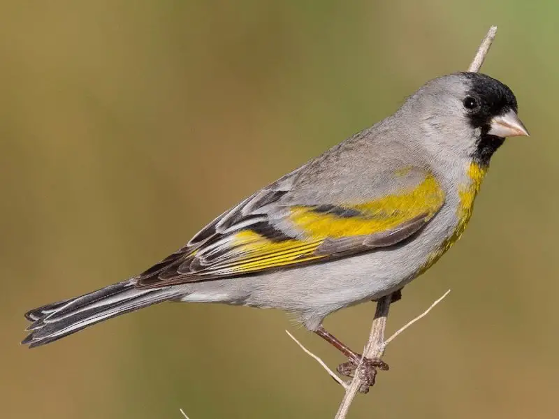 Types of Finches