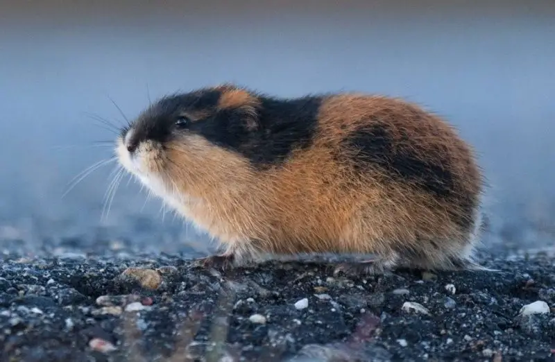 Different Types of Rodents