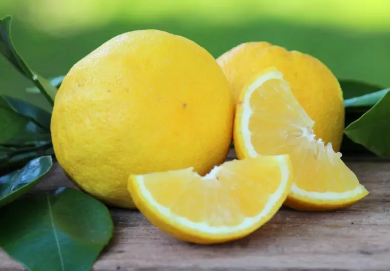 Types of Lemons