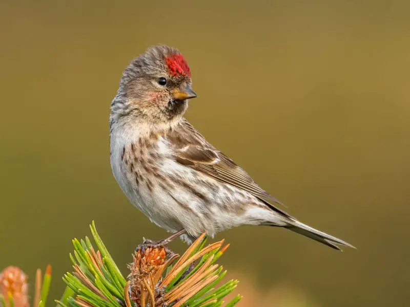 Types of Finches