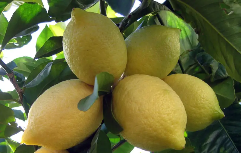 Types of Lemons