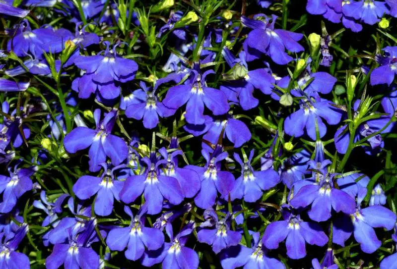 Small Purple Flowers