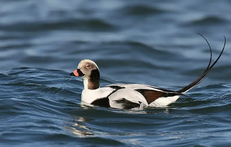 Ducks with Mohawks