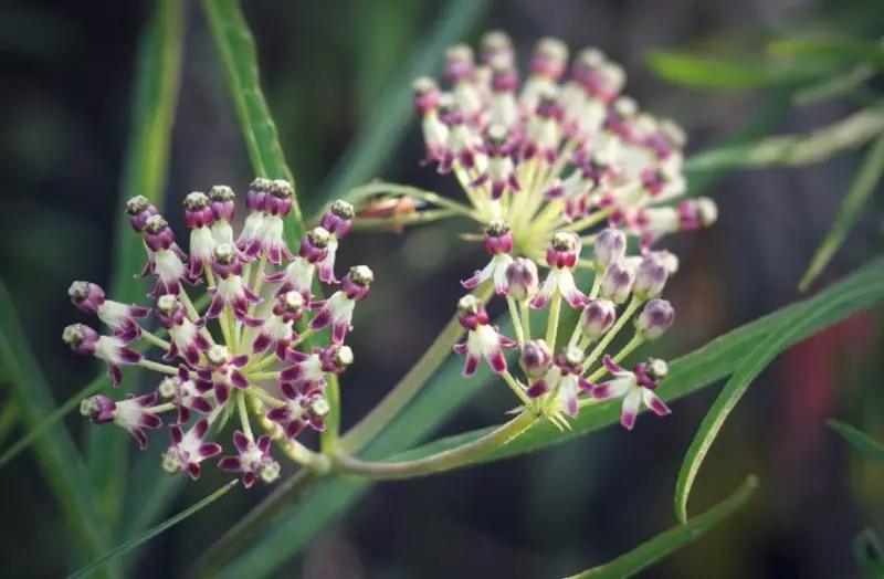 Types of Milkweed