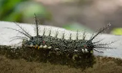 16 Common Black Caterpillars With Spikes (Pictures, Identification)