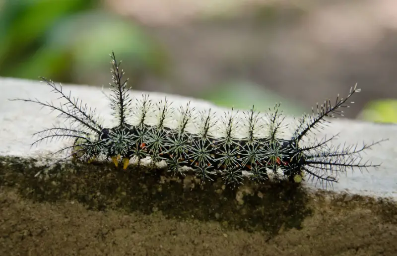 Black caterpillars with spikes