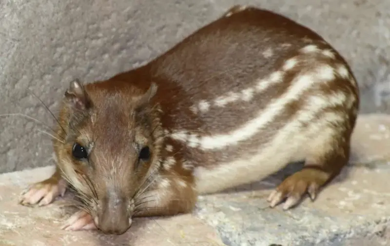 Different Types of Rodents