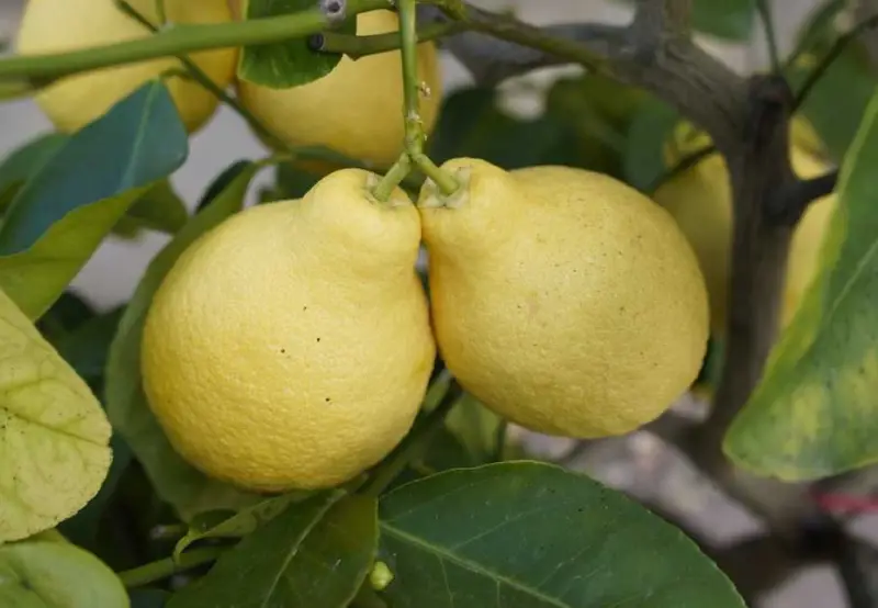 Types of Lemons