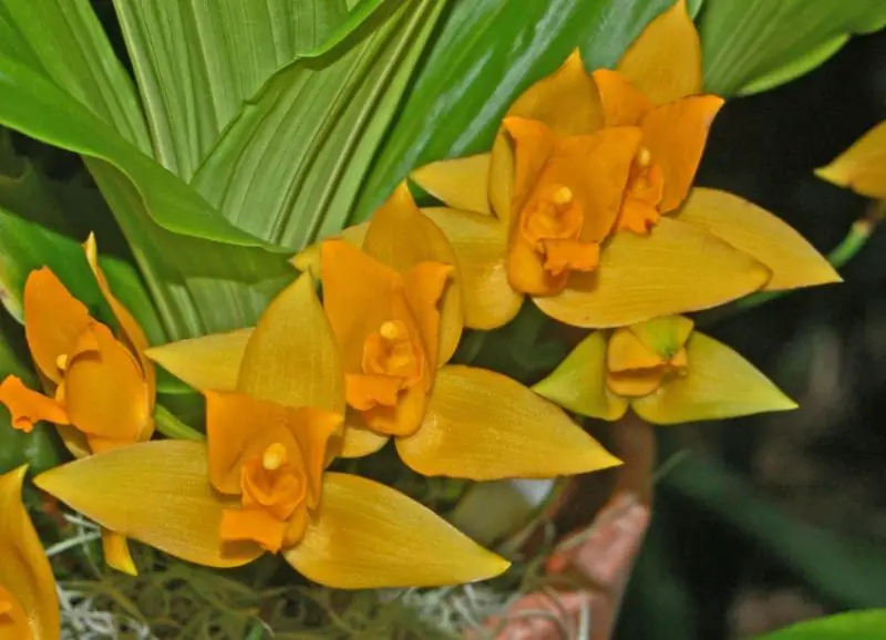 Types of Orchids