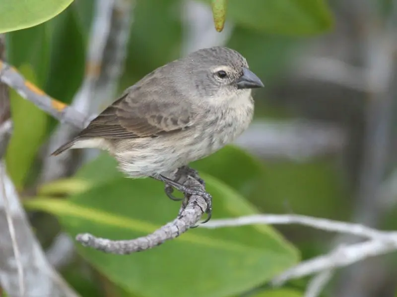 Types of Finches