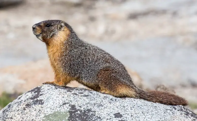 Different Types of Rodents