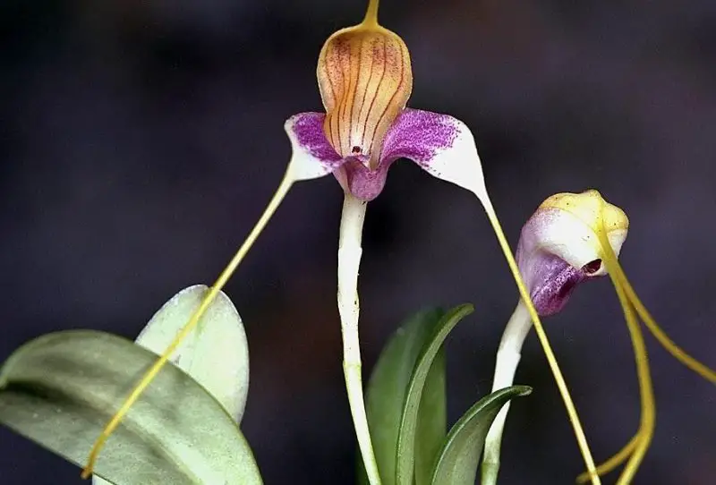 Types of Orchids