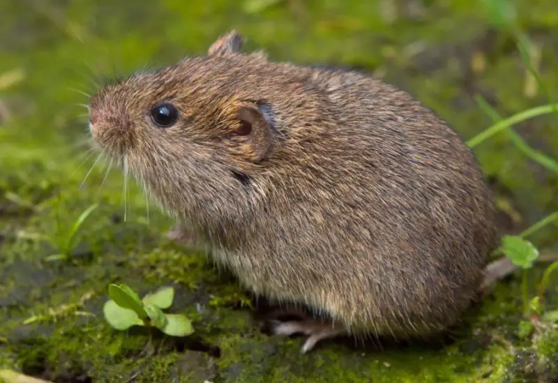 Different Types of Rodents