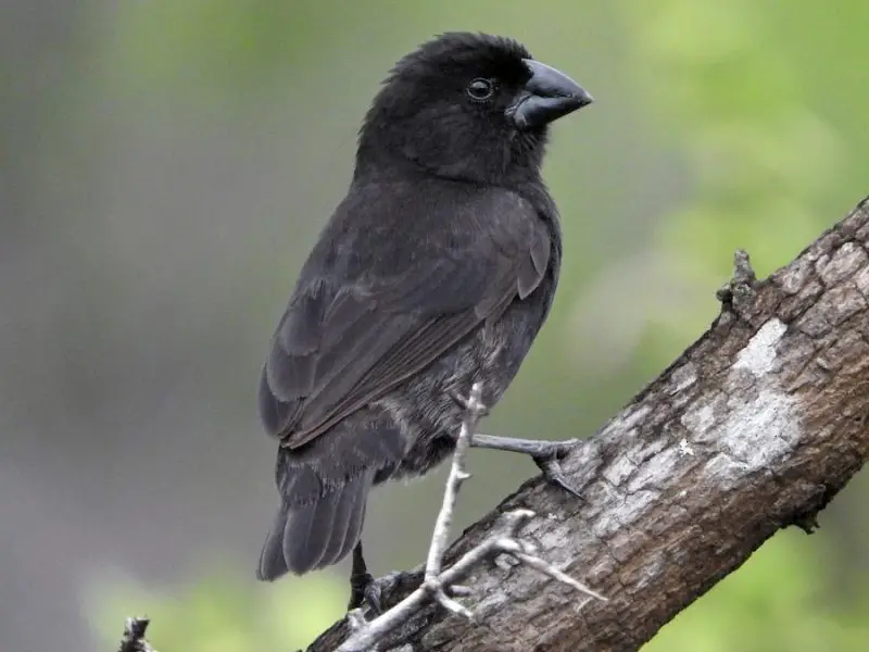 Types of Finches